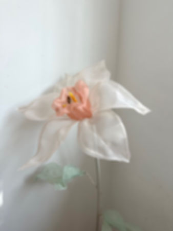 Nude Daffodils Standing Flower