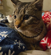 Screen Shot 2021-01-10 at 1.41.04 PM.png