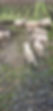 IMG_0212.jpeg