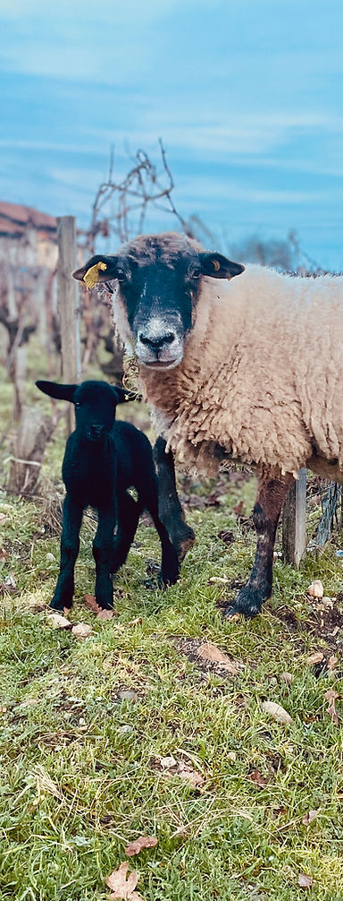 Une brebis et son agneau dans les vignes du clos de Bigos pour l'écopaturage.