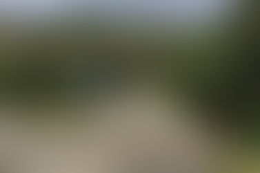 Maltempo in Basilicata: agricoltori e olivicoltori fanno la conta dei danni