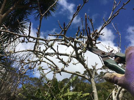 Tai Tokerau Timebank in Whangārei: Fruit Tree Pruning Workshop & Timebank Social