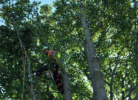 Tree climbin and aerial tree work