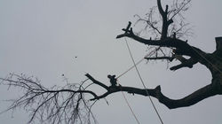 Large tree felling
