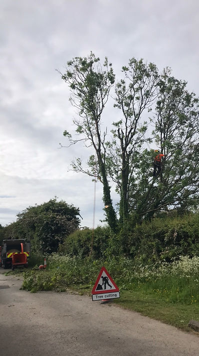ash tree felling with ash dieback