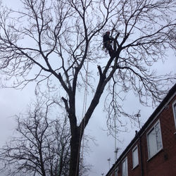 Ash tree removal