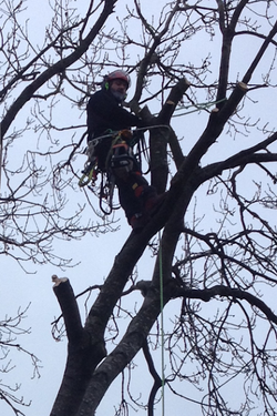 tree climbing
