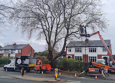 standish tree works