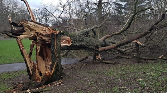 Emergency tree work
