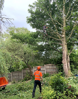 tree surgeon chorley