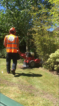 Professional Tree stump removal