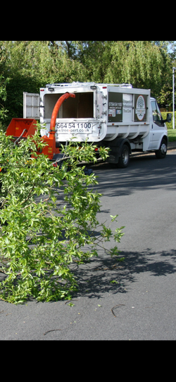 Bolton willow removal