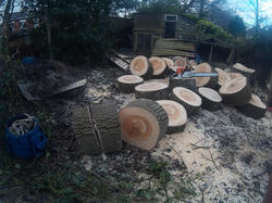log pile from poplar dismantle