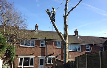 Tree climbing and felling in preston