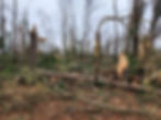 tornado tree removal