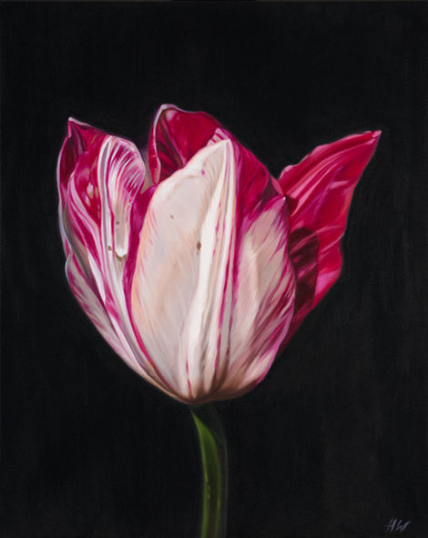 Tulip Breaker 61cm x 76cm