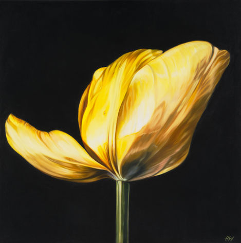 Illumination 122cm x 122cm