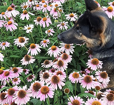 creek coneflower.jpg