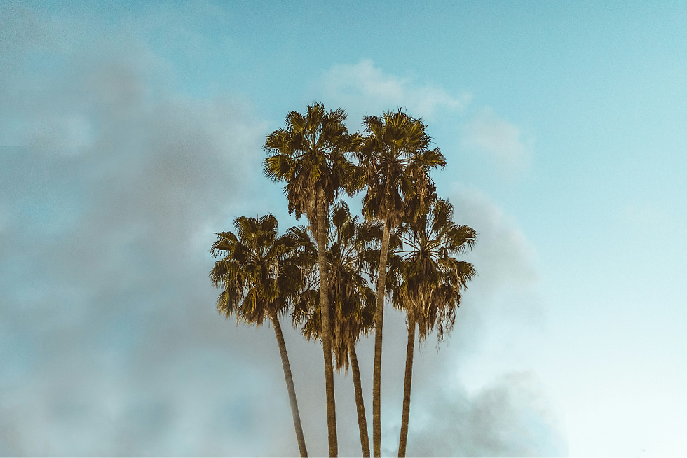 palm tree