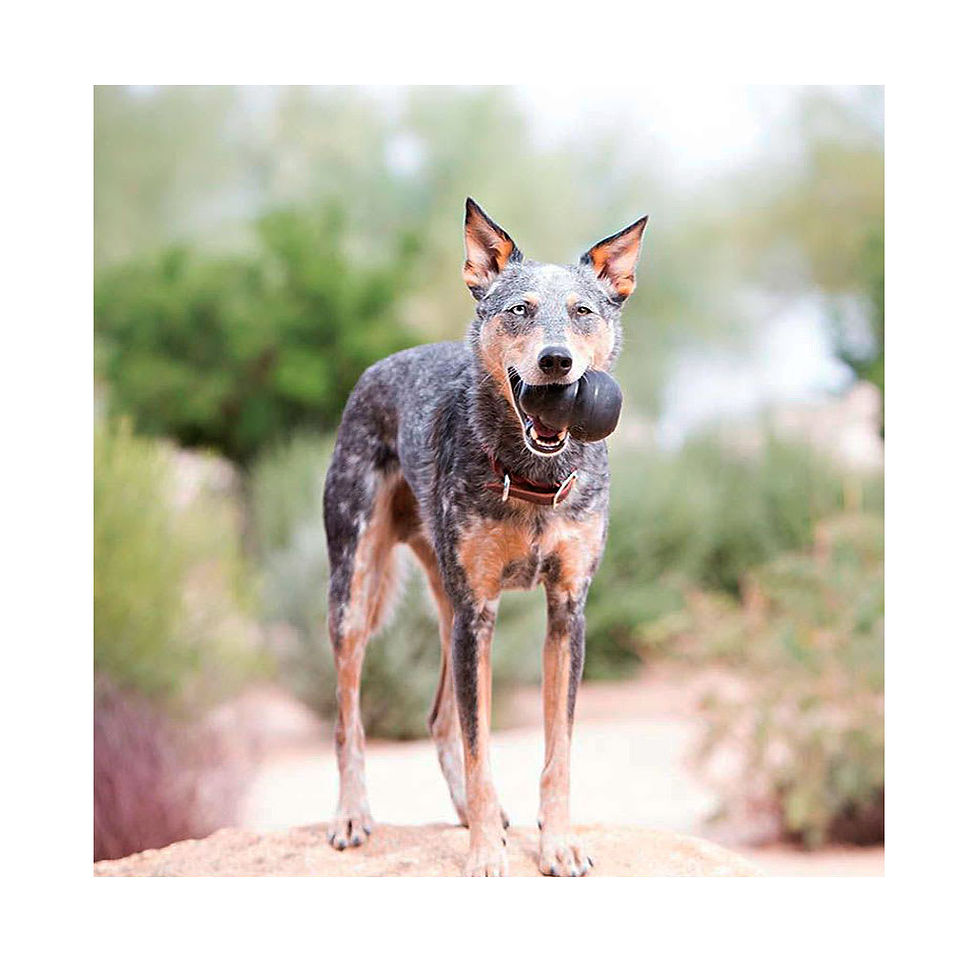 Miniatura: Mordedor interactivo para perros fuertes y destructores: Kong Xtreme