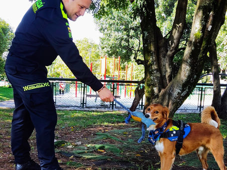 Lo que debes saber para aplicar a una vacante para perros