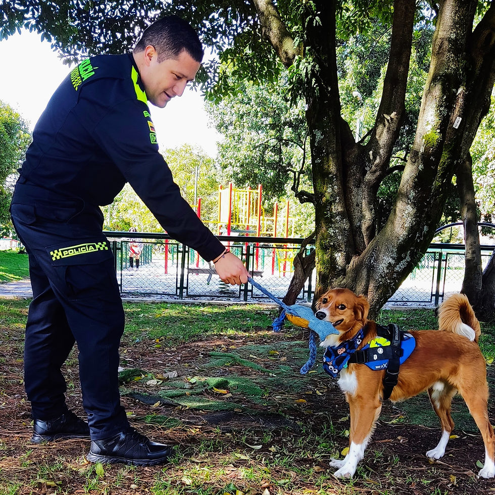 Lo que debes saber para aplicar a una vacante para perros