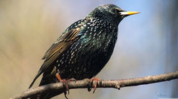 european_starling-wallpaper-3554x1999