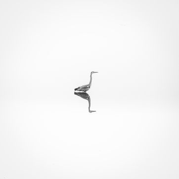Black and white image of a bird and its reflection by Karthik Samprathi