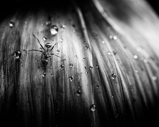 Black and white photo of an ant