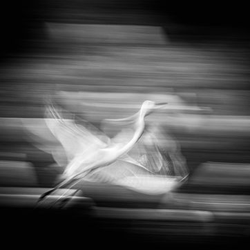 Black and white image of an egret in flight by Karthik Samprathi