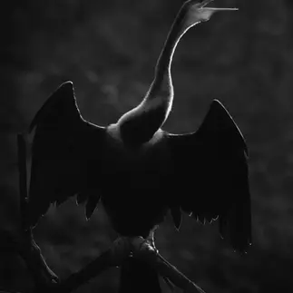 Fine Art Bird Photography
