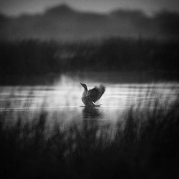 Black and white image of a duck taking off at LRK by Karthik Samprathi