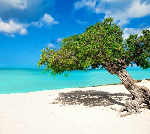 Eagle Beach Aruba.jpeg