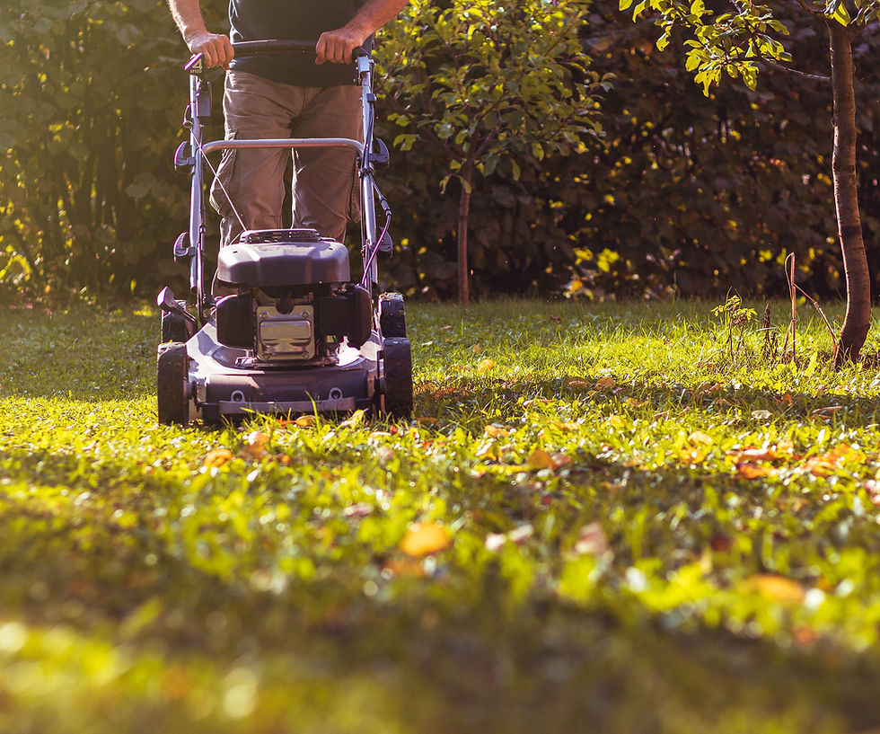 Light lawn mowing for winter in Eastergate and Barnham