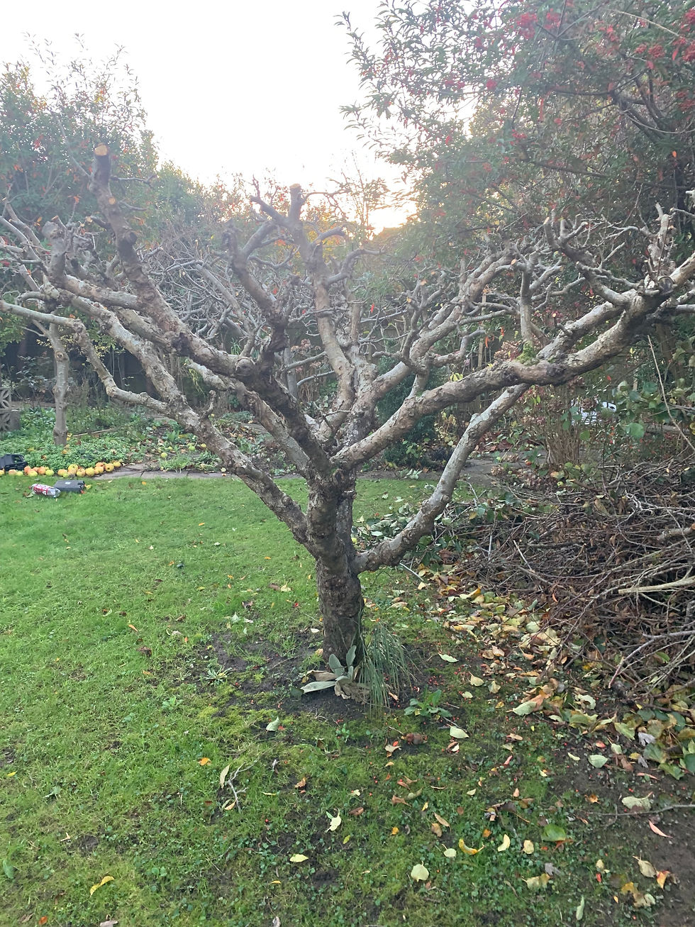 Apple Tree pruning