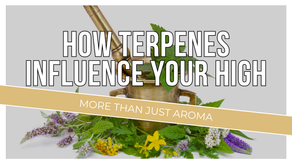 Colorful terpene-rich cannabis plants and herbs under text reading ‘How Terpenes Influence Your High: More Than Just Aroma