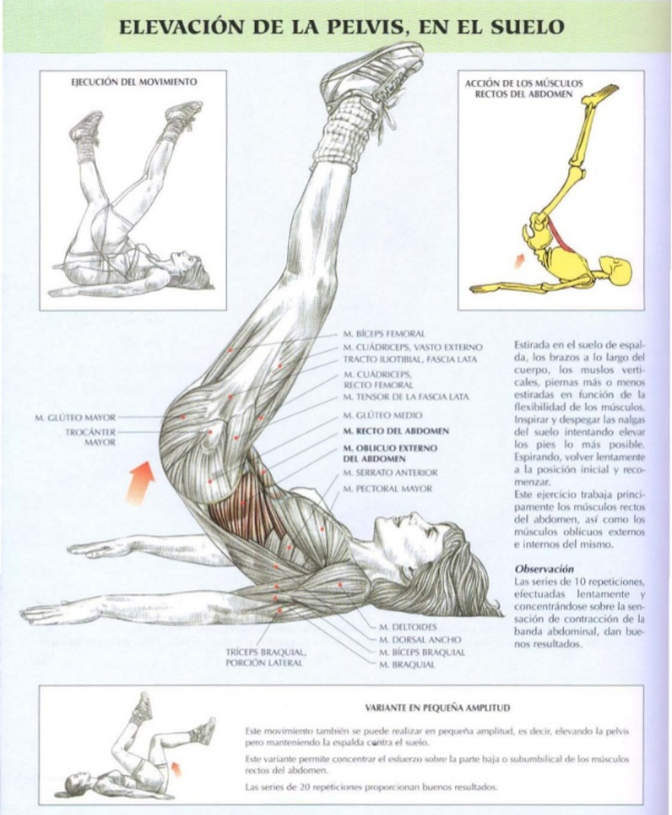 Implicados plancha abdominal musculos