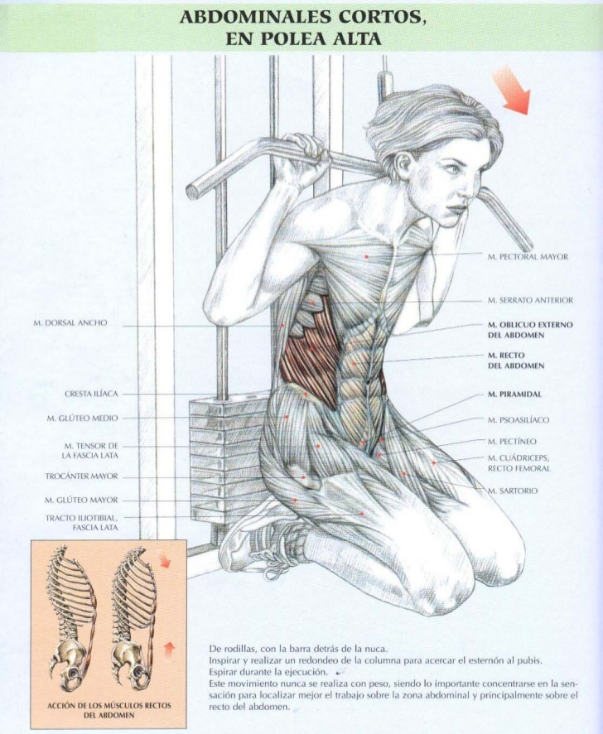 Plancha abdominal musculos implicados