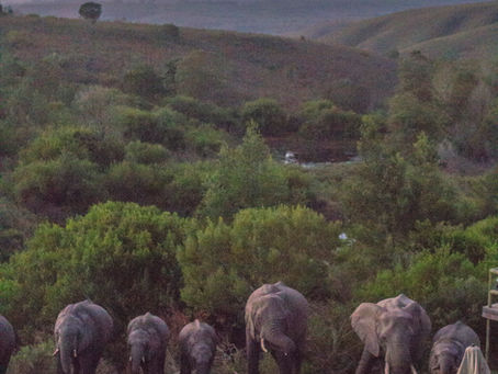 Safari an der Garden Route