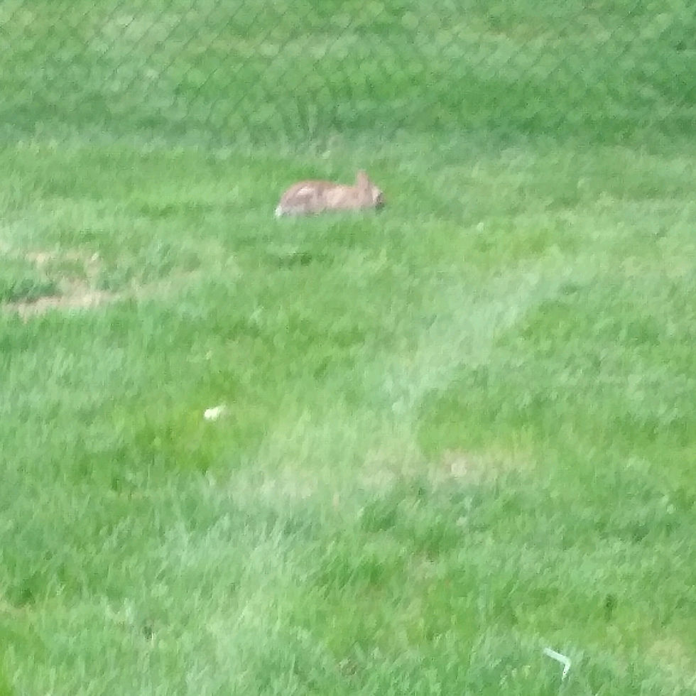 Bunnies 🐇