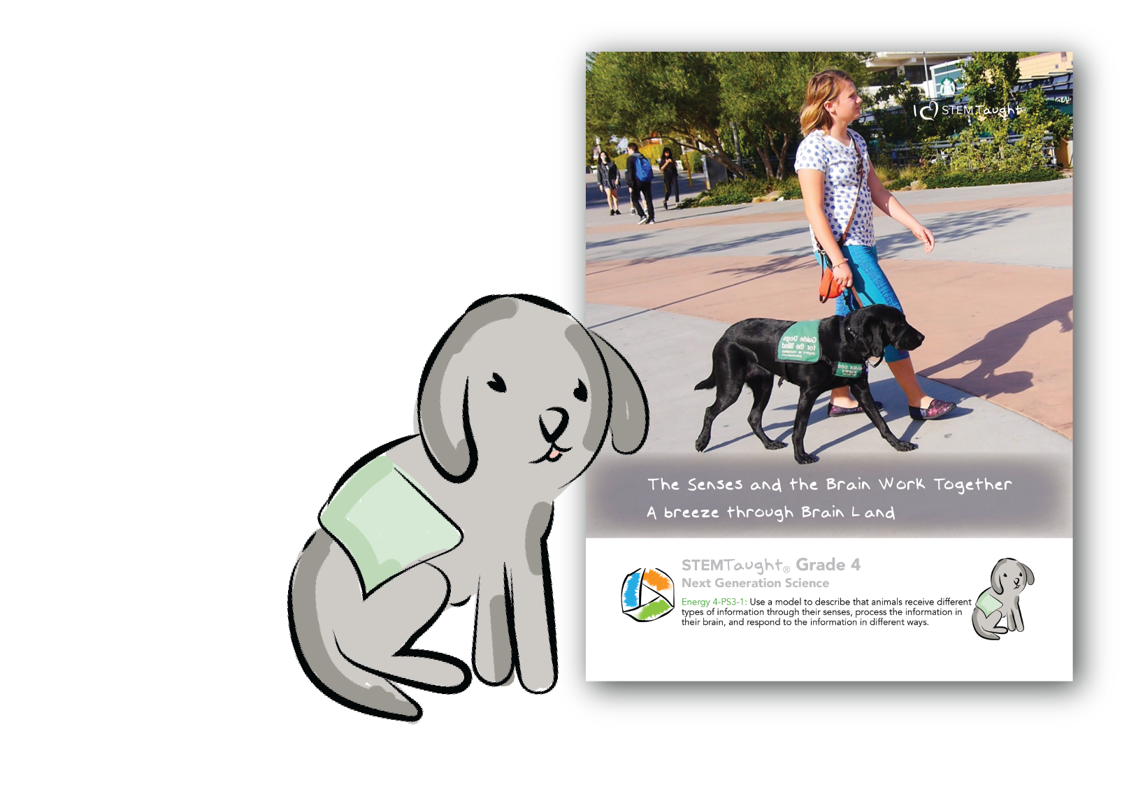 The Senses and the Brain Work Together