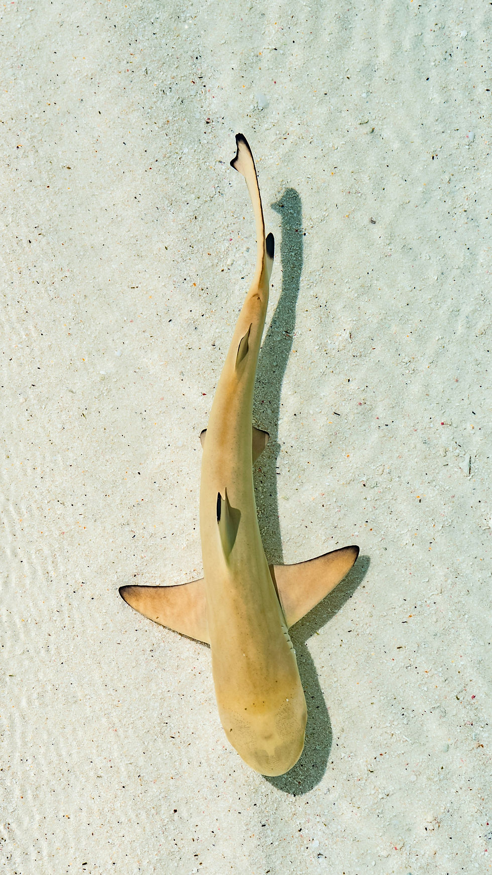 black-tipped reef shark