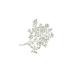 olive branch_edited_edited.png