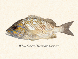 White Grunt - Haemulon plumierii