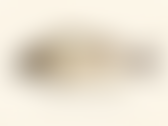 White Grunt - Haemulon plumierii