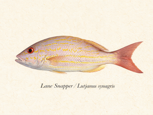 Lane Snapper - Lutjanus synagris
