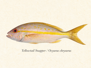 Yellowtail Snapper - Ocyurus Chrysurus