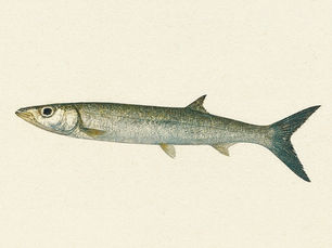Elops Fish - Elops Saurus