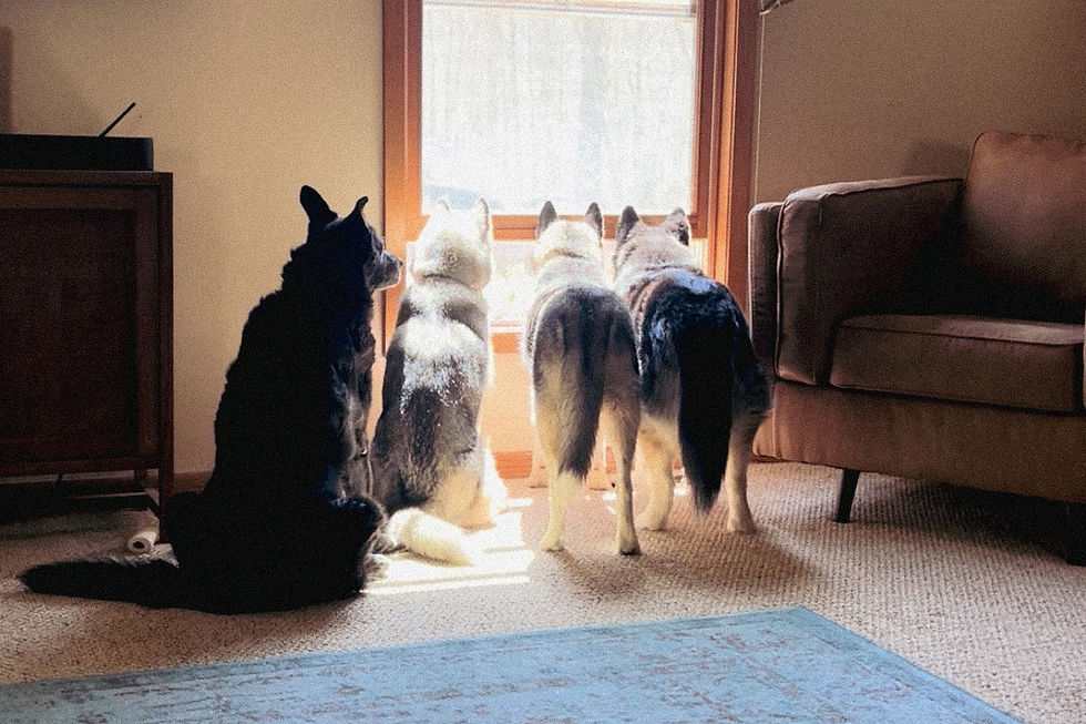 Four dogs sitting by a sunlit window, gazing outside. The room has a cozy feel.