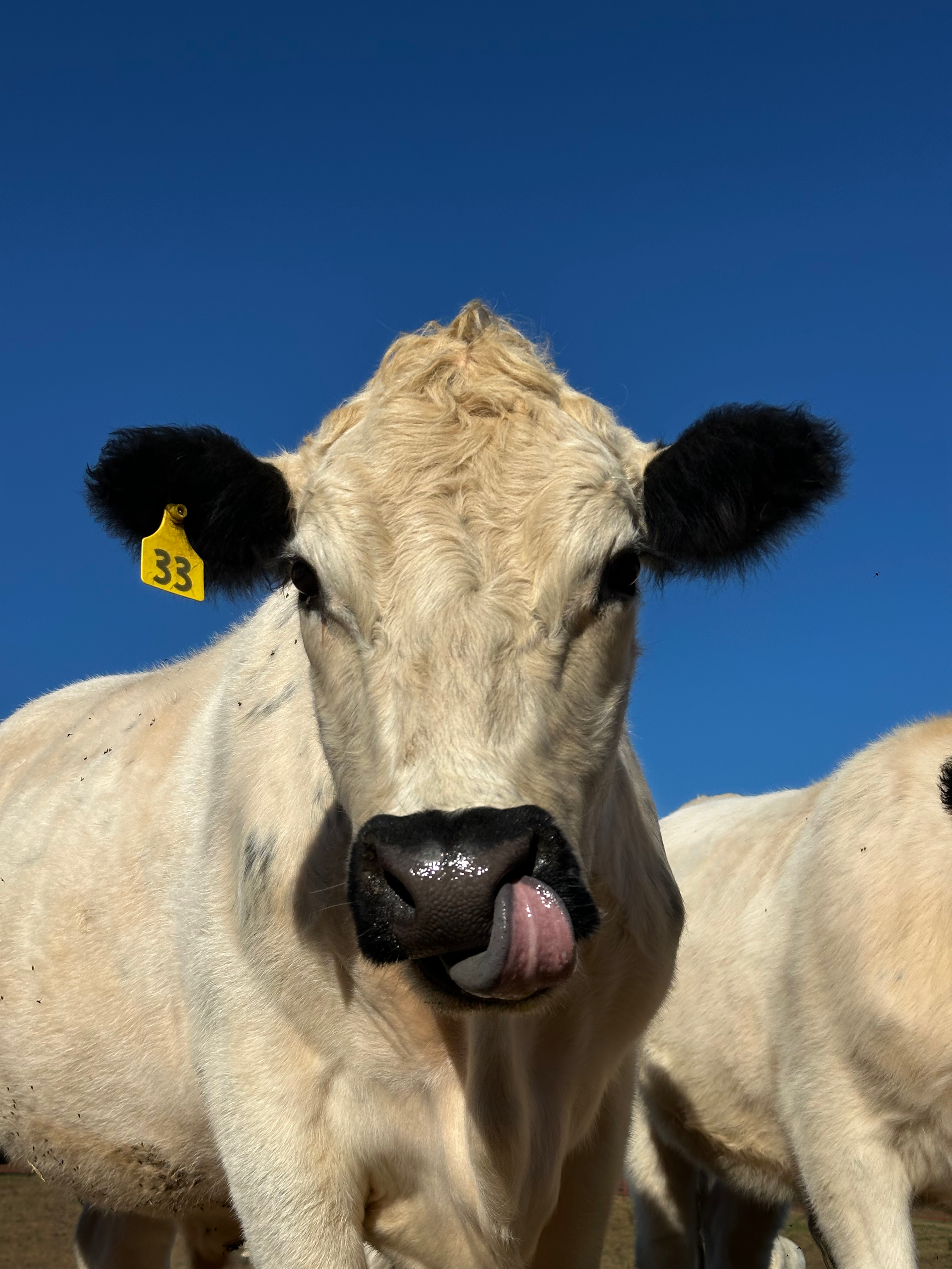 2027 Beef Pre-Order... Spring Quarter Cow